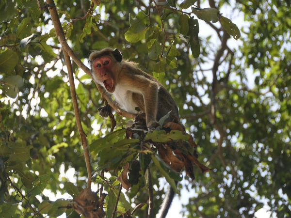 Know What Do Do When You Encounter Wild Animals