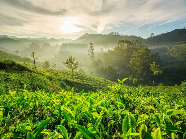 6. Munnar