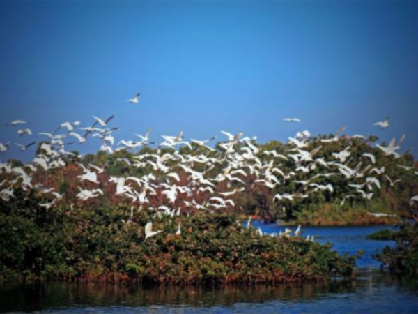Vedanthangal Bird Sanctuary, Tamil Nadu