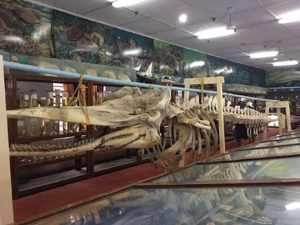 7. Marine Museum