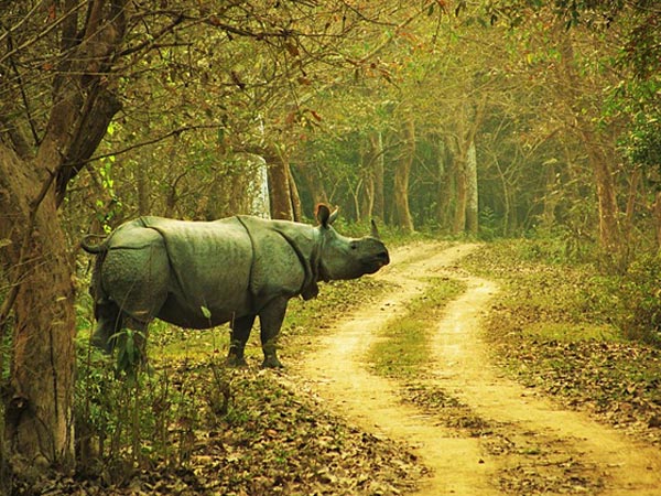 4. Kaziranga National Park