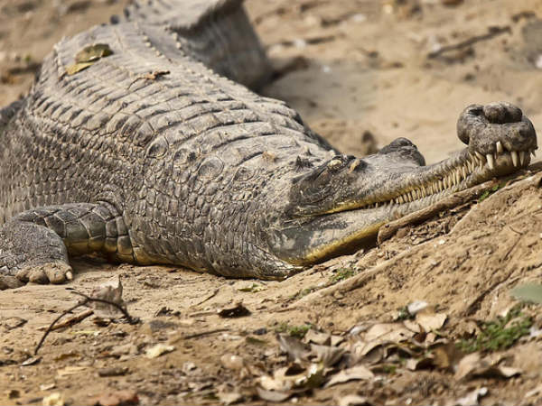 4. Ken Gharial Sanctuary
