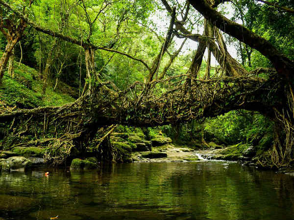 3. Living Root Bridge