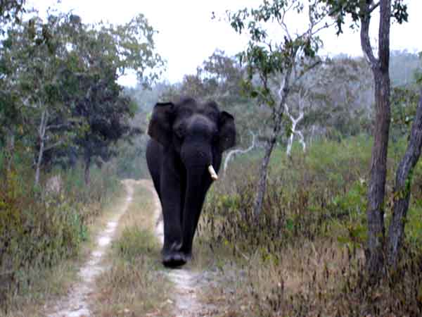 3. Bandipur