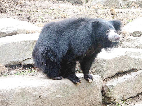 8. Daroji Bear Sanctuary, Karnataka