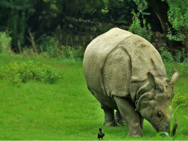 Jaldapara National Park