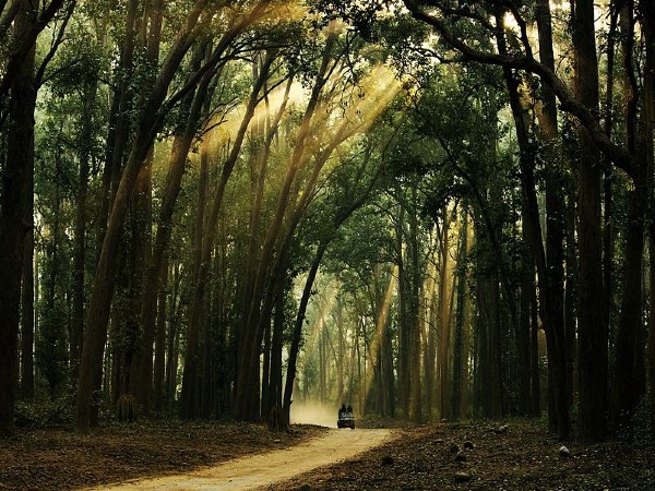 Become One With Nature in Jim Corbett National Park