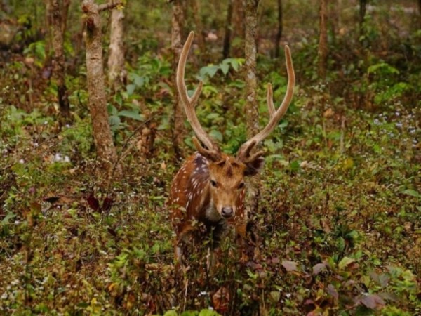Siliguri