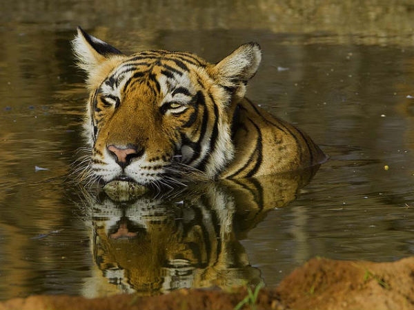 Sundarbans National Park