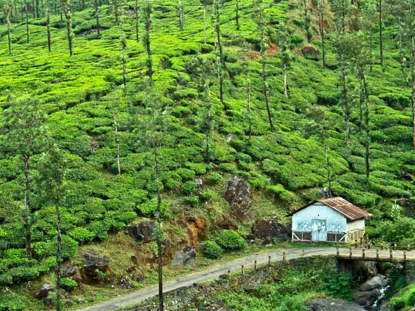 2. Wayanad