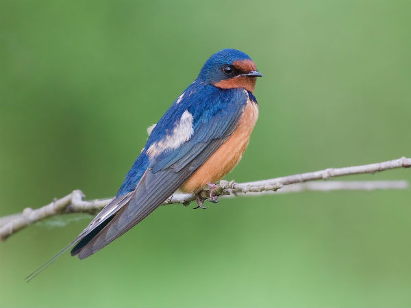 1. Karnataka Is Rich In Biodiversity