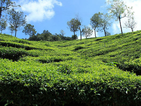 7. Coonoor