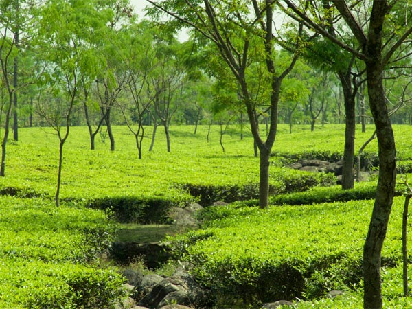 9. Garh Panchkot