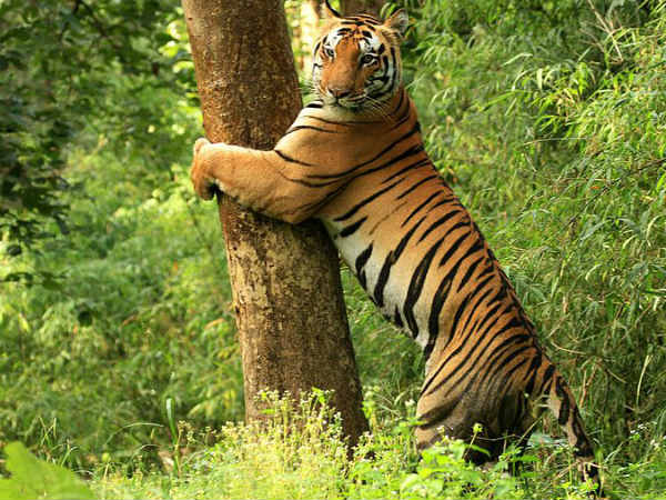 1. Kanha National Park