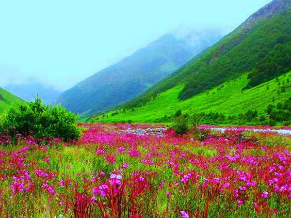 7. Valley of Flowers, Uttarakhand