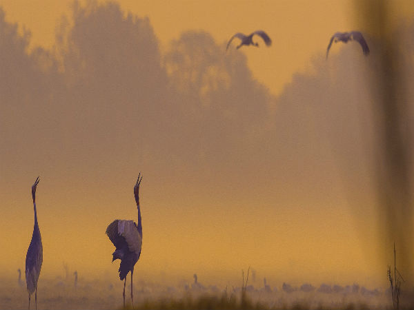 10. Bharatpur Bird Sanctuary