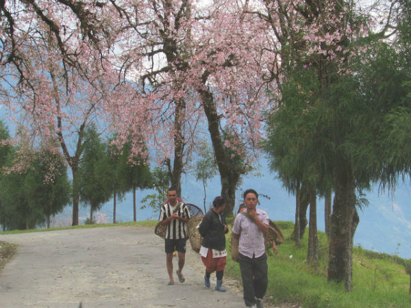 8. Phurchachu Reshi
