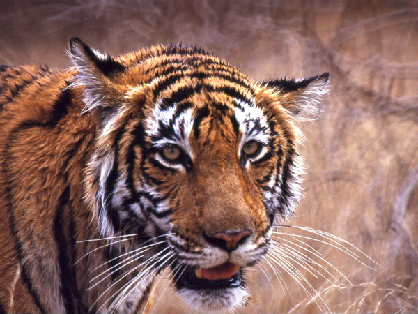 5. Ranthambore