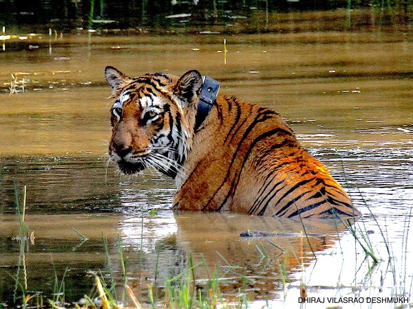 Producer Depshikha Deshmukh shares stunning wildlife images from Tadoba-Andhari National Park Producer Depshikha Deshmukh shares stunning wildlife images from Tadoba-Andhari National Park