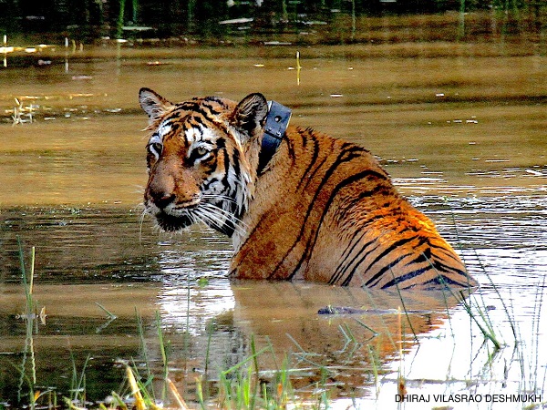 Producer Depshikha Deshmukh shares stunning wildlife images from Tadoba ...