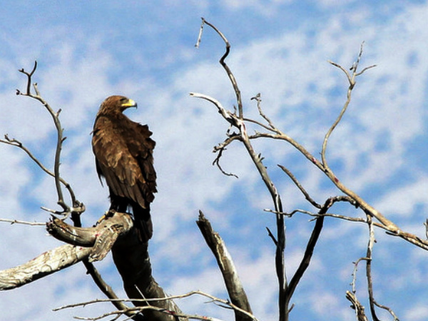 6. Bharatpur Bird Sanctuary
