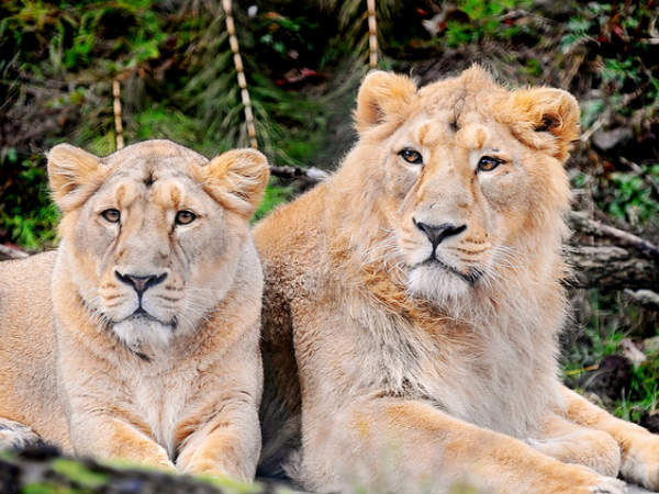गुजरात के दस सर्वश्रेष्ठ शीतकालीन गंतव्य