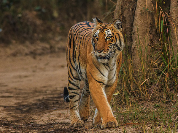 उत्तर पूर्व भारत में 10 सर्वश्रेष्ठ शीतकालीन गंतव्य