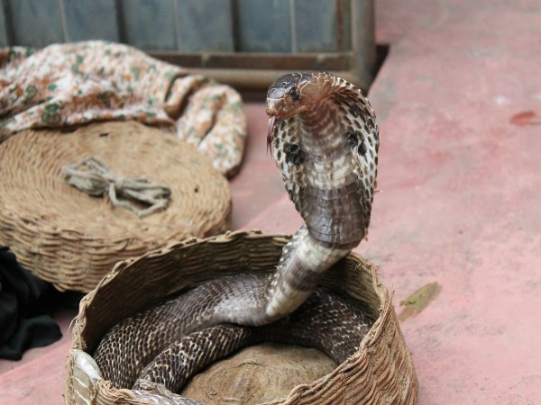 snake-charming snake-charming