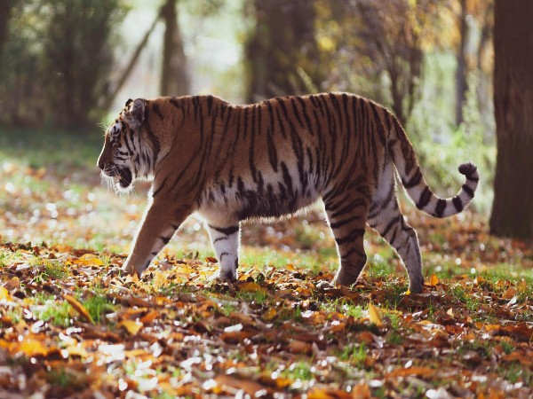 Bandhavgarh Tiger Reserve, Madhya Pradesh