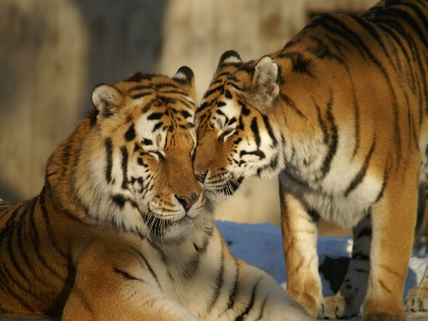Kanha Tiger Reserve, Madhya Pradesh