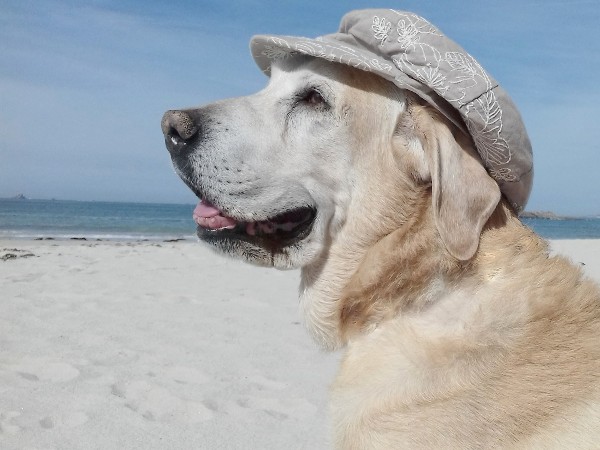 Dog Vacation