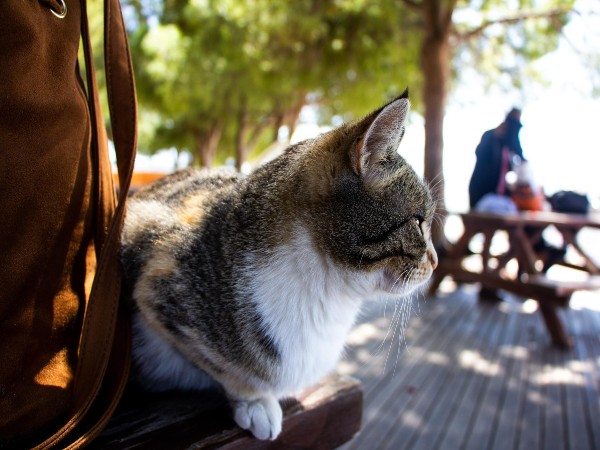 Cat Travel