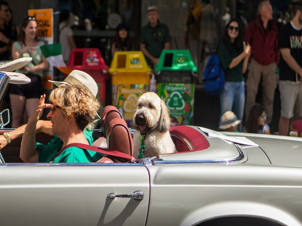 Dog Traveling