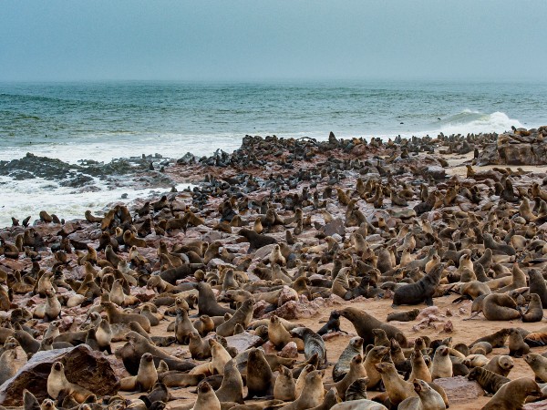 Skeleton Coast 4 Skeleton Coast 4