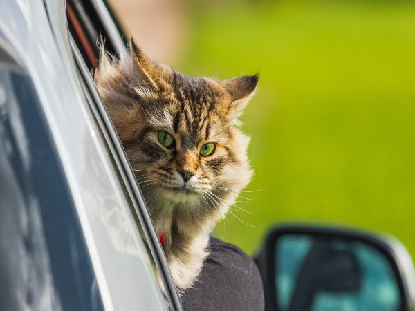 Vacation With Pets