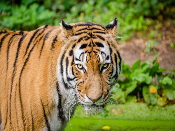 Ranthambore Tiger Reserve, Rajasthan