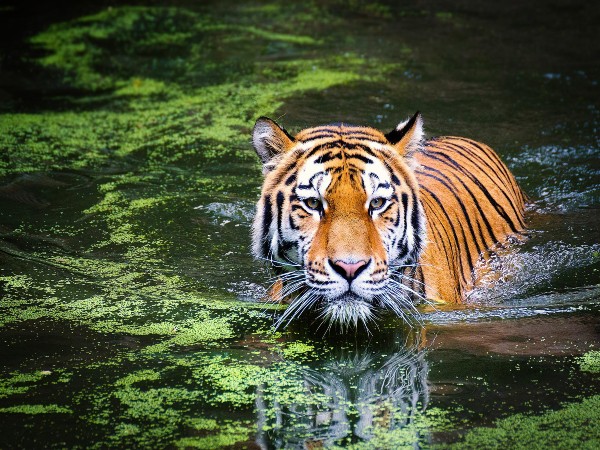Sariska National Park, Rajasthan
