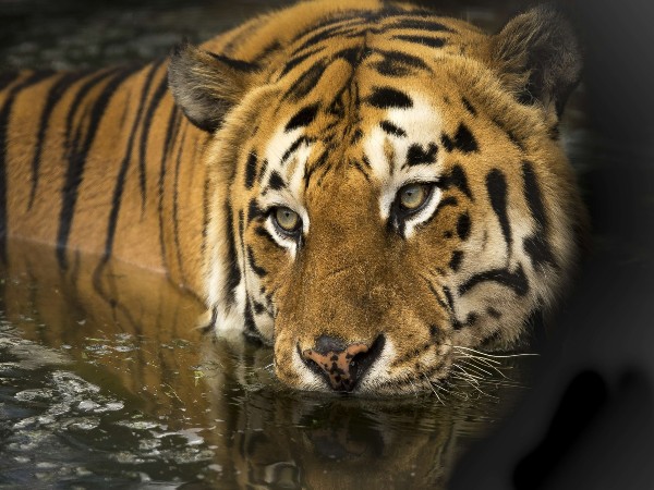Periyar Tiger Reserve, Kerala
