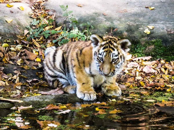 Manas National Park, Assam