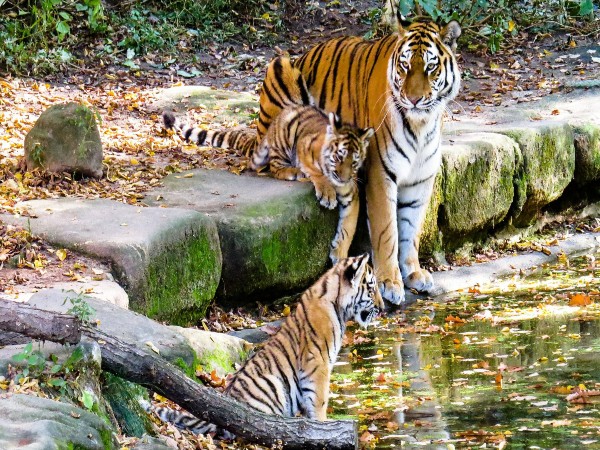Nagarjunsagar-Srisailam Tiger Reserve, Andhra Pradesh