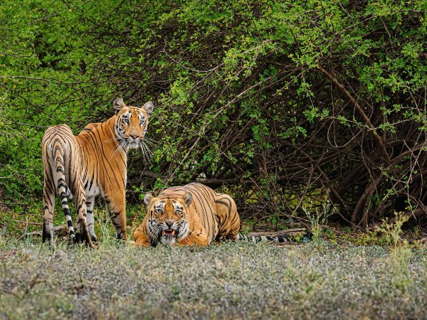Bandipur Tiger Reserve, Karnataka