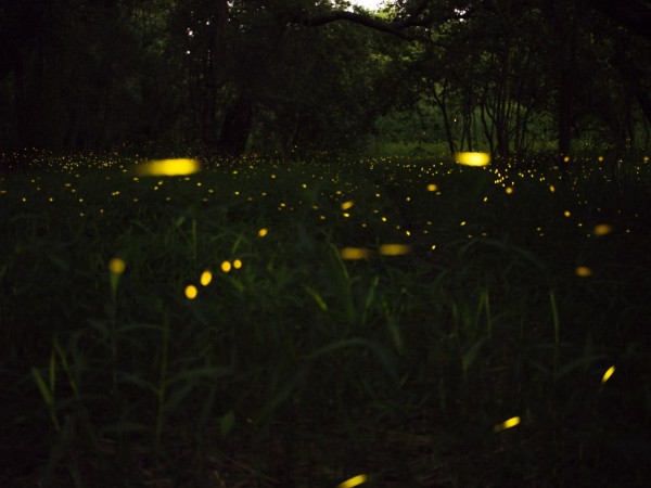 fireflies fireflies