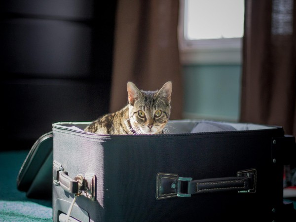 Travelling With Cats