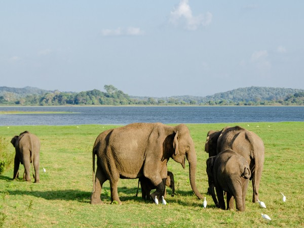 Manas National Park