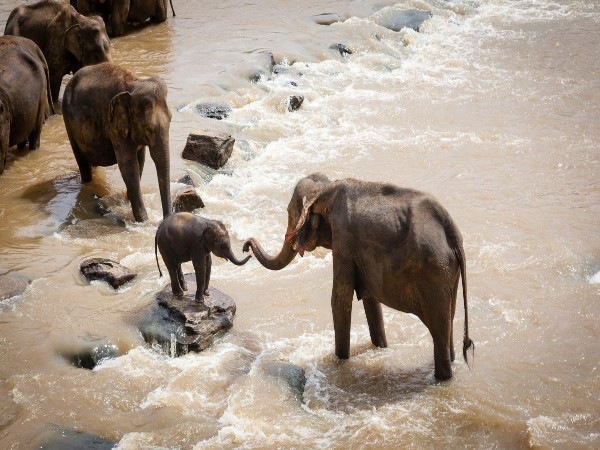 Bandipur National Park