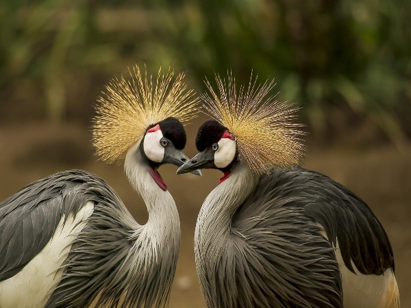 3) Keoladeo National Park, Rajasthan
