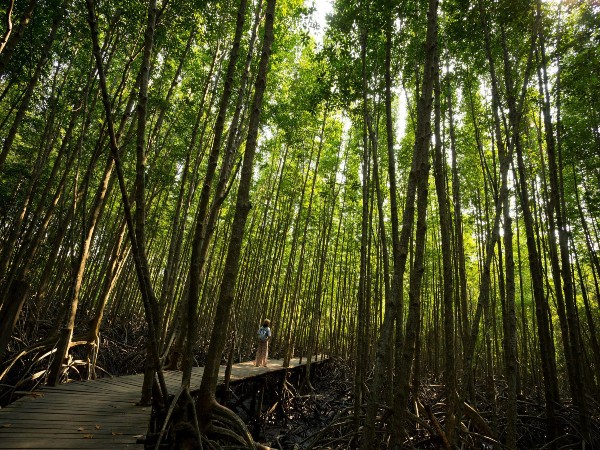 6) Sundarbans National Park, West Bengal