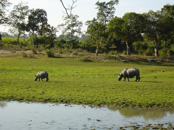 2) Kaziranga National Park, Assam