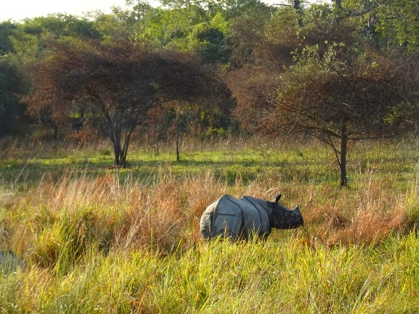 4) Manas Wildlife Sanctuary, Assam