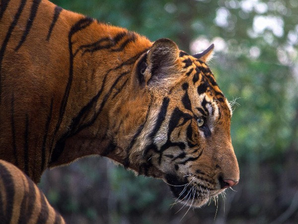 Mudumalai Sanctuary